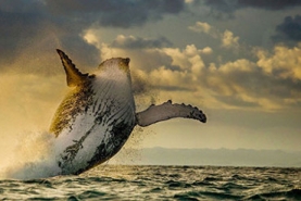 "Cetacean" cruise, Live an unusual and unforgettable encounter