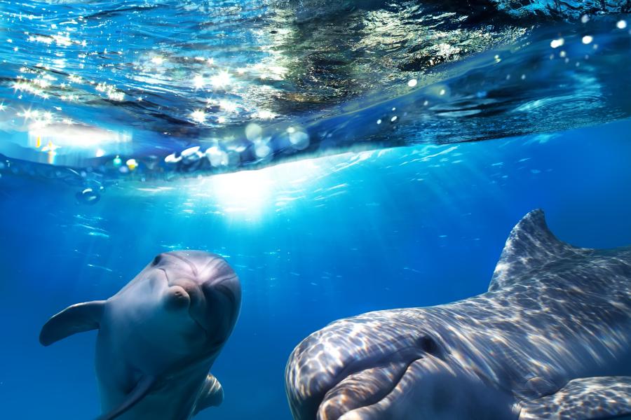 OFFRE FLASH - 20% : Dimanche en mer ! ☀️